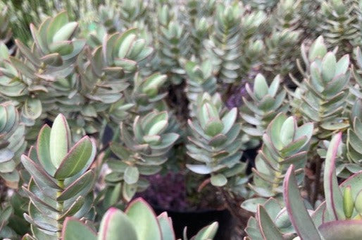 Hebe Albicans 'Red Edge'