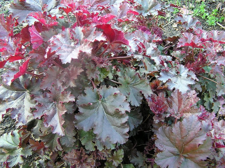 Heuchera "Chocolate Ruffles"