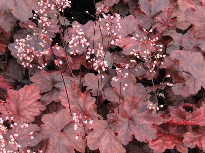 Heuchera 'Fire Chief'