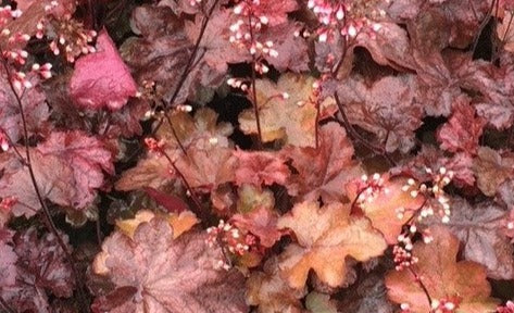 Heuchera 'Fire Chief'