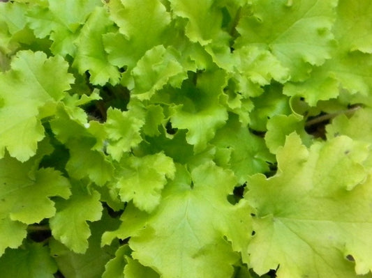 Heuchera "Lime Marmalade"