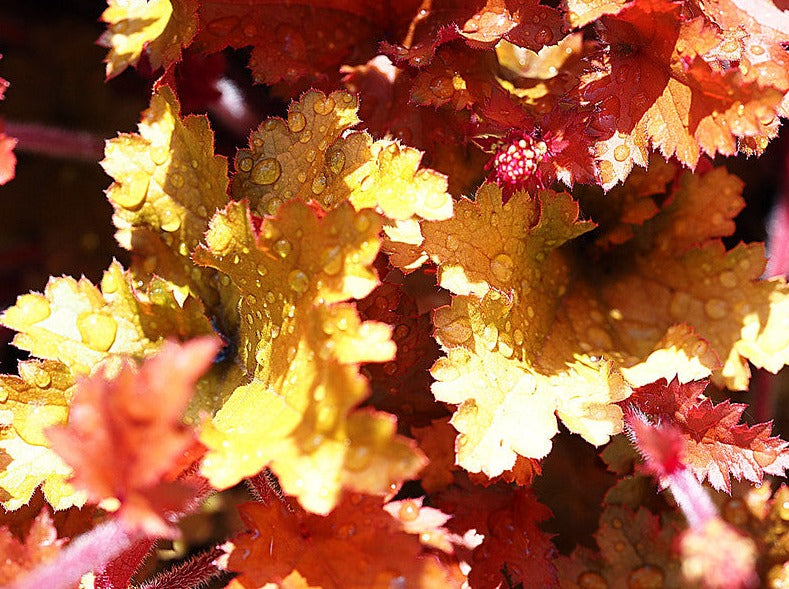 Heuchera "Marmalade"