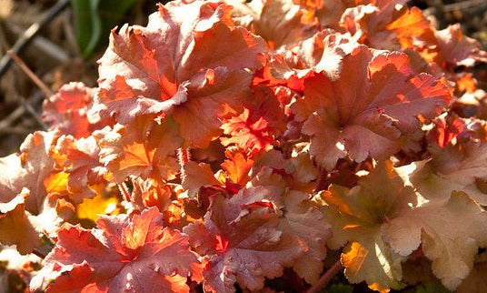 Heuchera "Marmalade"