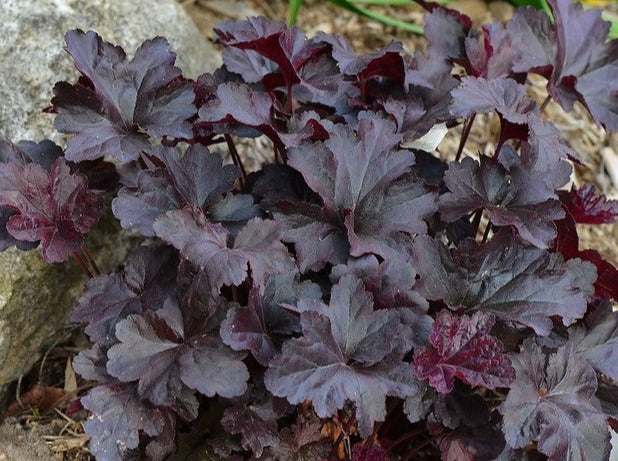 Heuchera "Obsidian"
