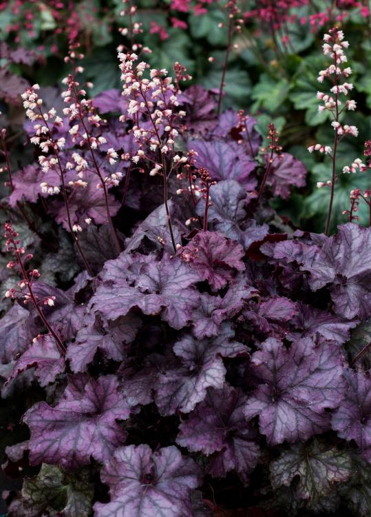 Heuchera "Rex Purple"