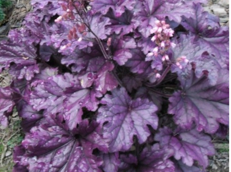 Heuchera "Rex Purple"