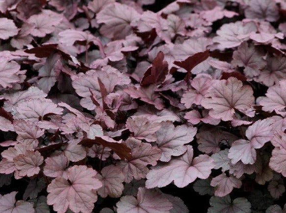 Heuchera "Rose Quartz"