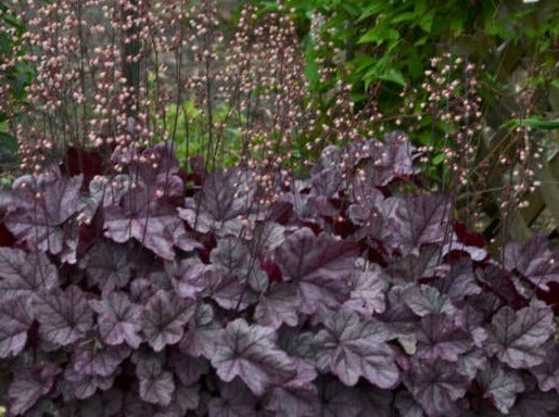 Heuchera "Rose Quartz"