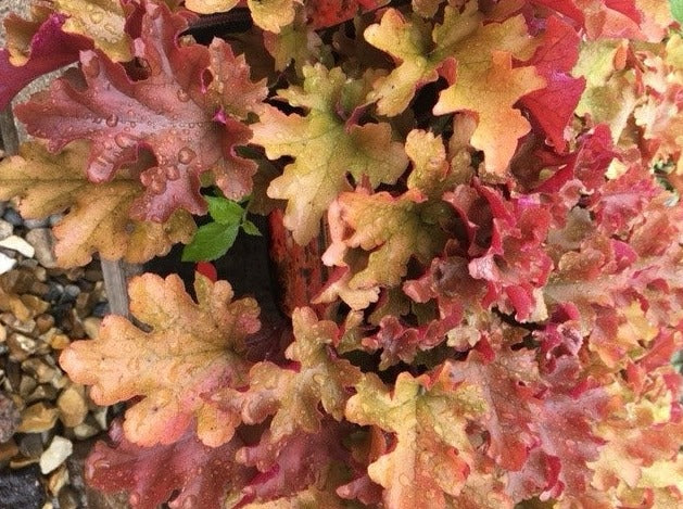 Heuchera World Cafe 'Amaretto'