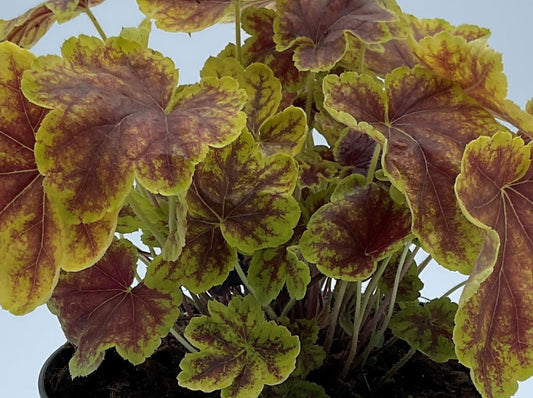 Heucherella "Solar Eclipse"