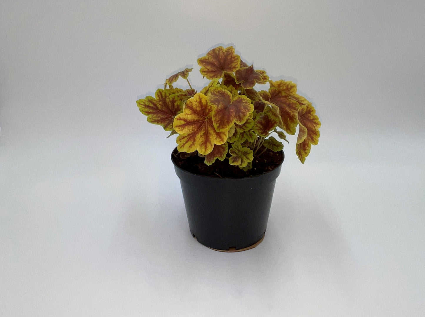 Heucherella "Solar Eclipse"