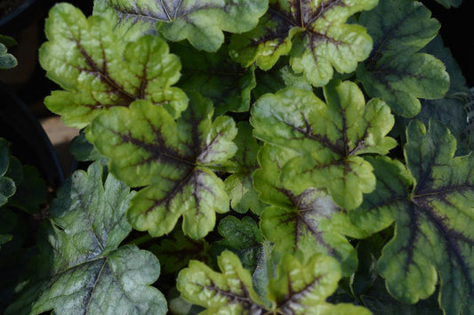 Heucherella 'Tapestry'