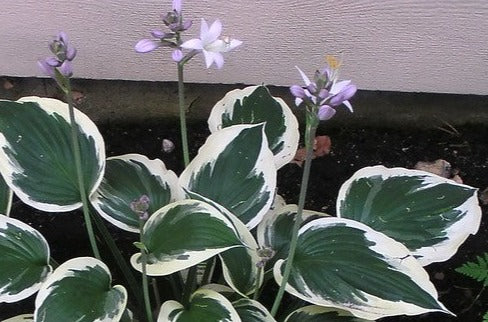 Hosta 'Patriot'