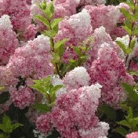 Hydrangea Panic ‘Vanillia Fraise’