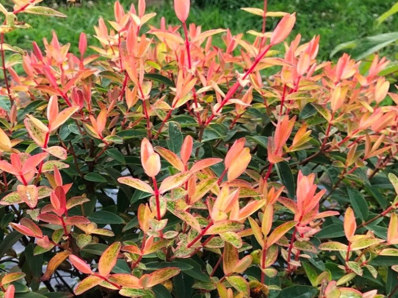 Hypericum Hybrids ‘Radiance’