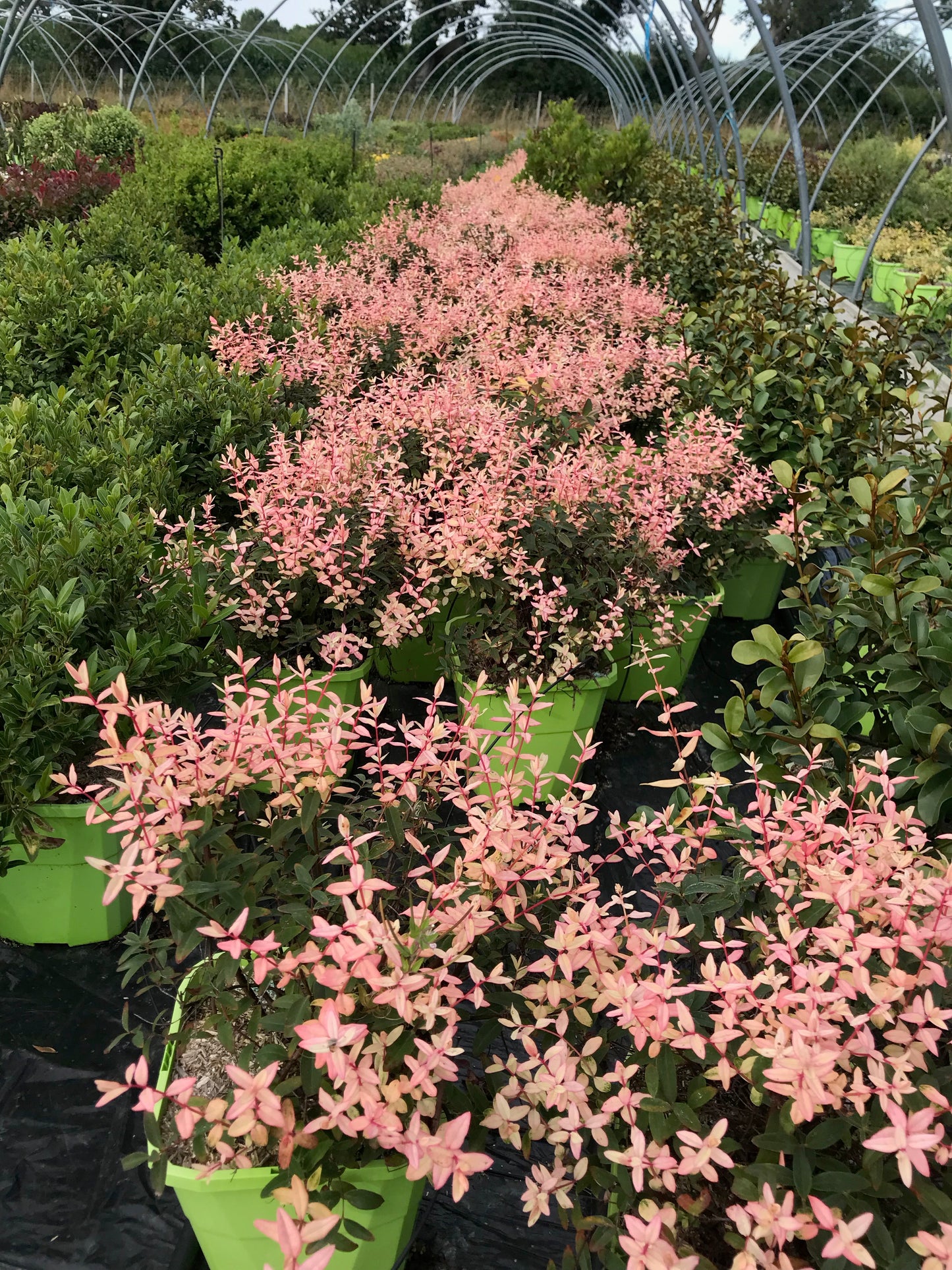 Hypericum Hybrids ‘Radiance’