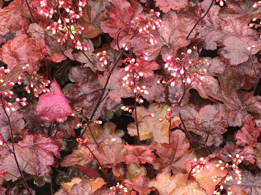 Heuchera Rex ‘Dark Ember’