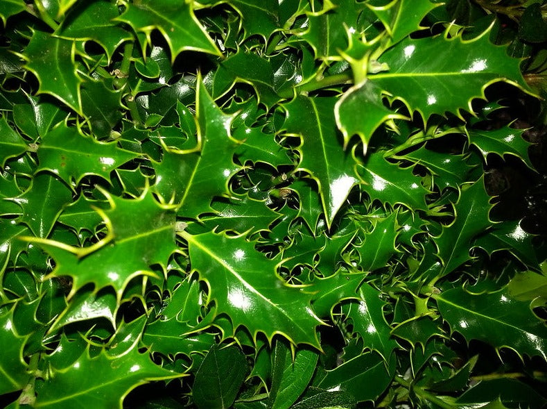 Ilex Aquifolium 'Alaska'