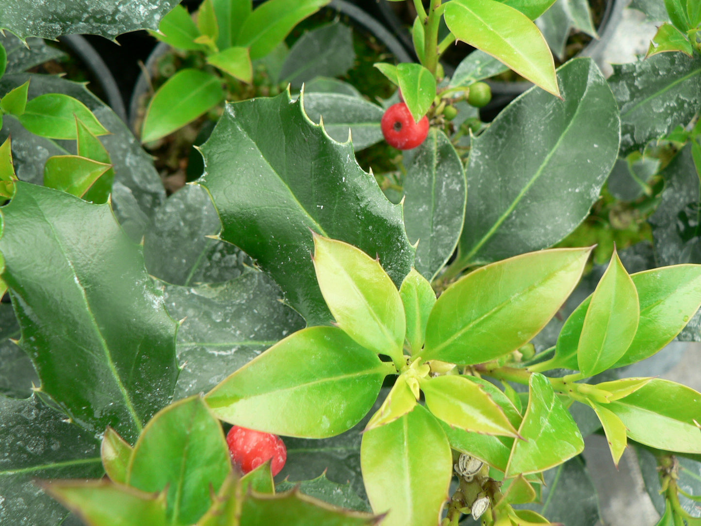 Ilex Aquifolium 'Alaska'