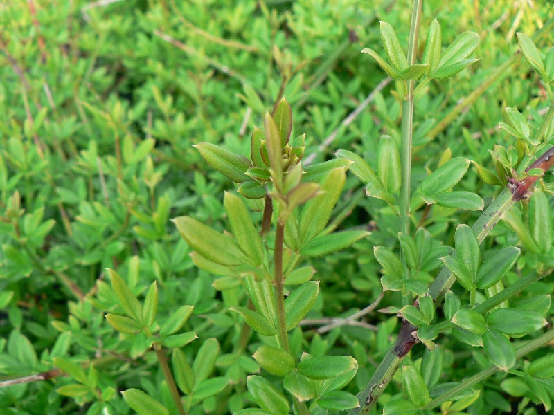 Jasminum Nudiflorum