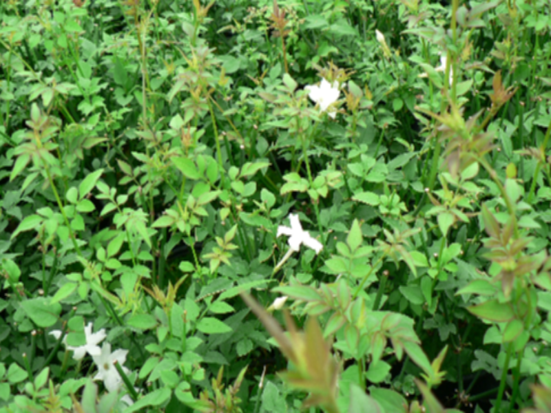 Jasminum Officinale