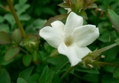 Jasminum Officinale