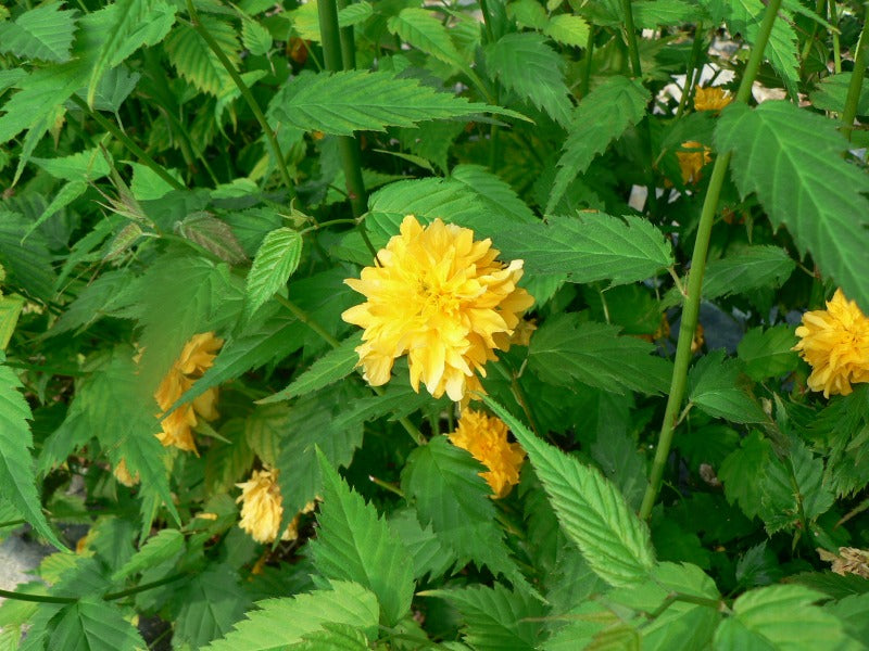 Kerria Japonica ‘Pleniflora’
