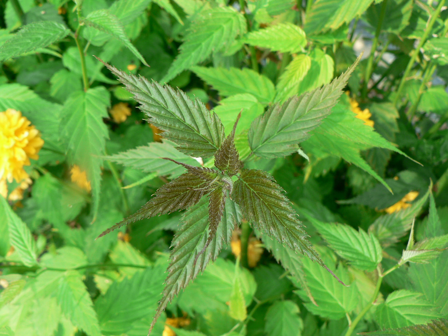 Kerria Japonica ‘Pleniflora’