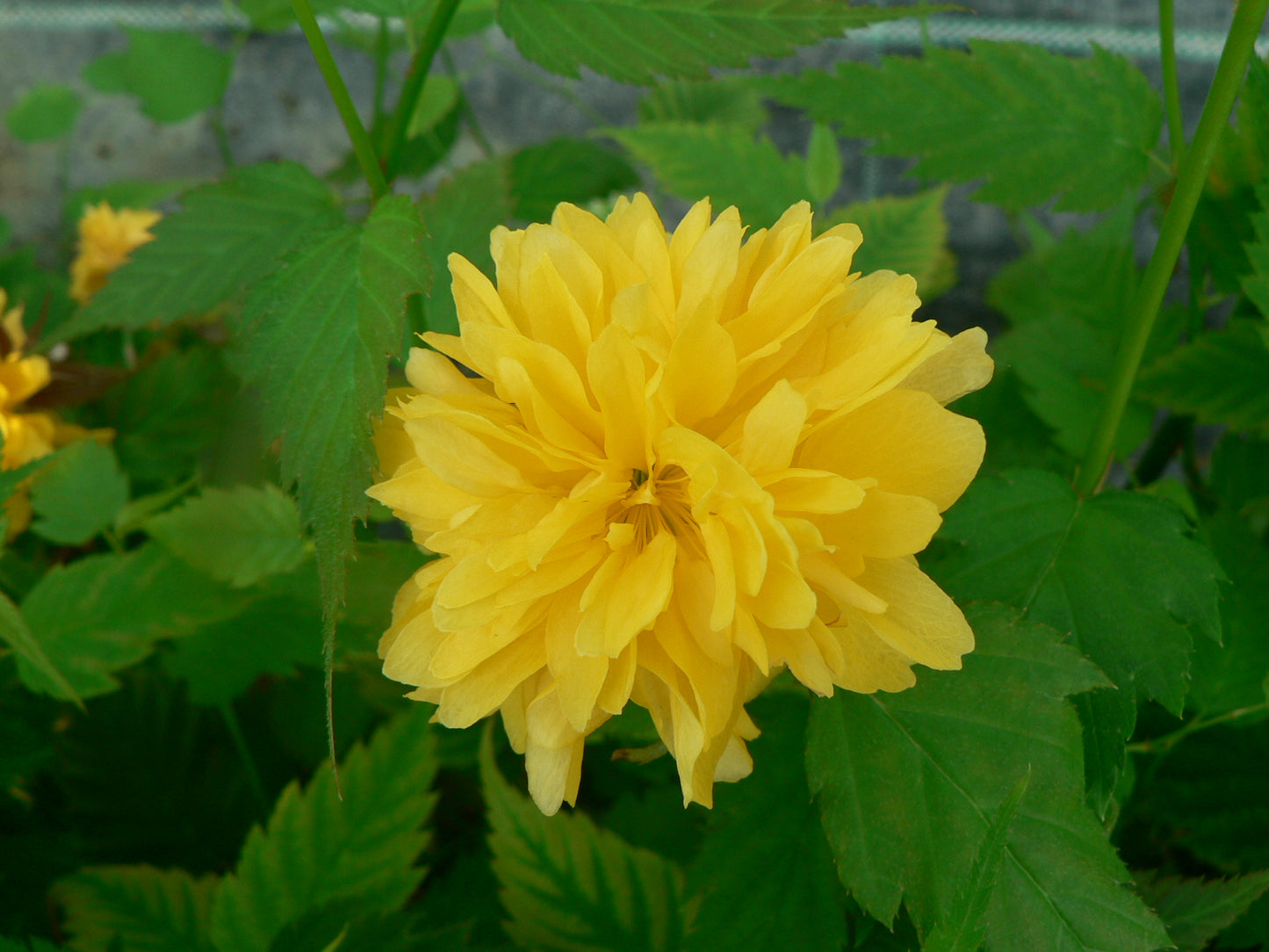 Kerria Japonica ‘Pleniflora’