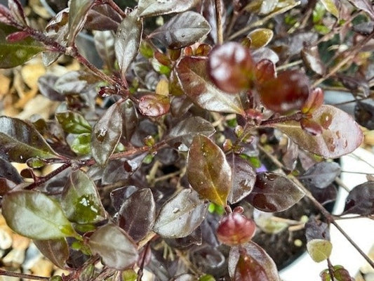 Lophomyrtus Ralphii Purpurea Nana 'Purple Dragon'