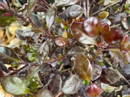 Lophomyrtus Ralphii Purpurea Nana 'Purple Dragon'