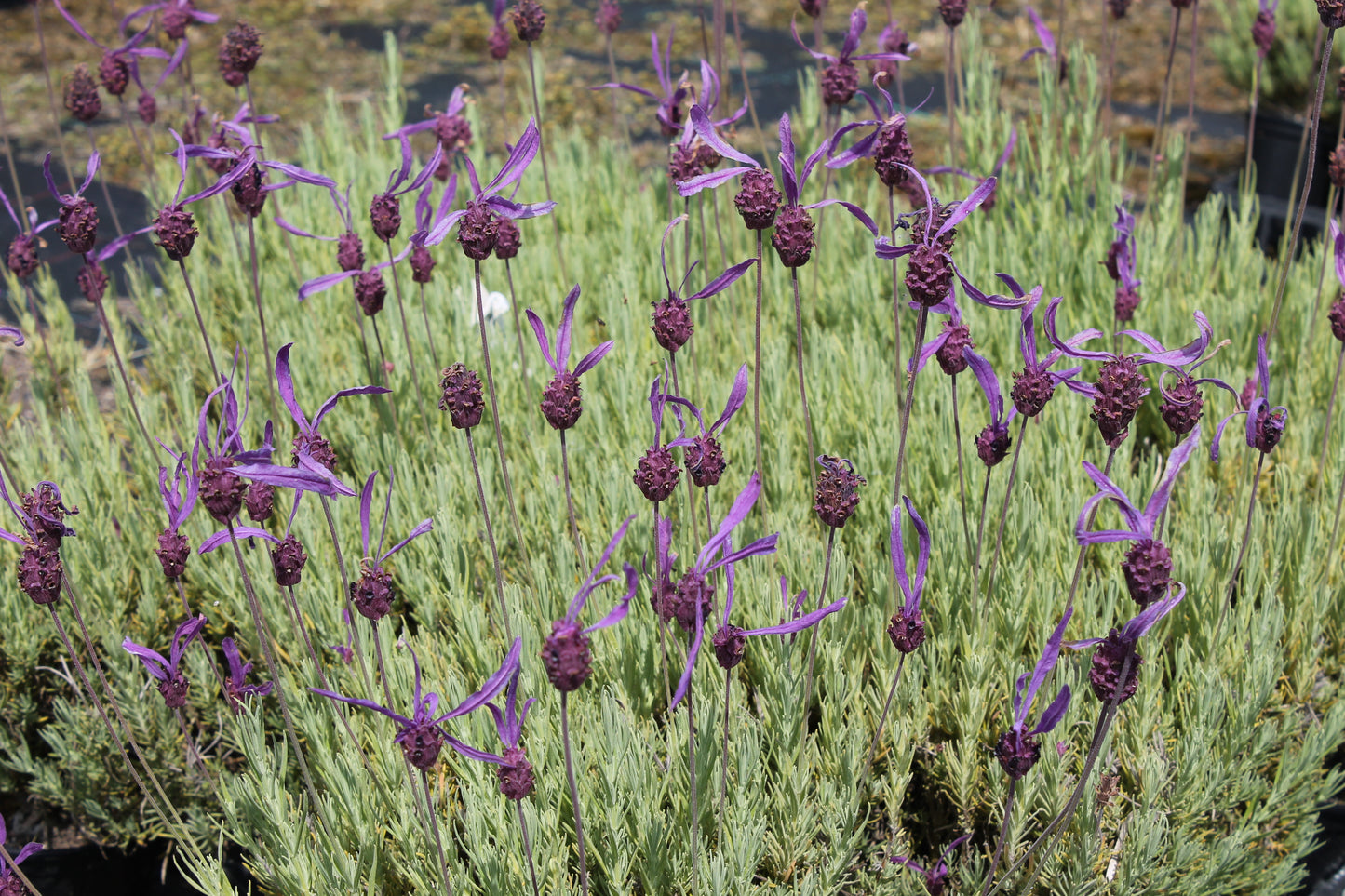 Lavandula Stoechas 'Papillon'
