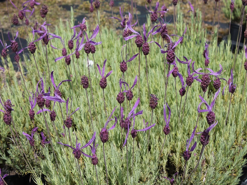 Lavandula Stoechas 'Papillon'
