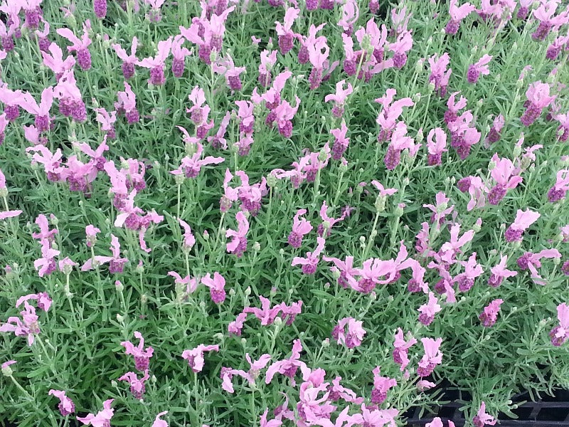 Lavandula Stoechas ‘The Princess’