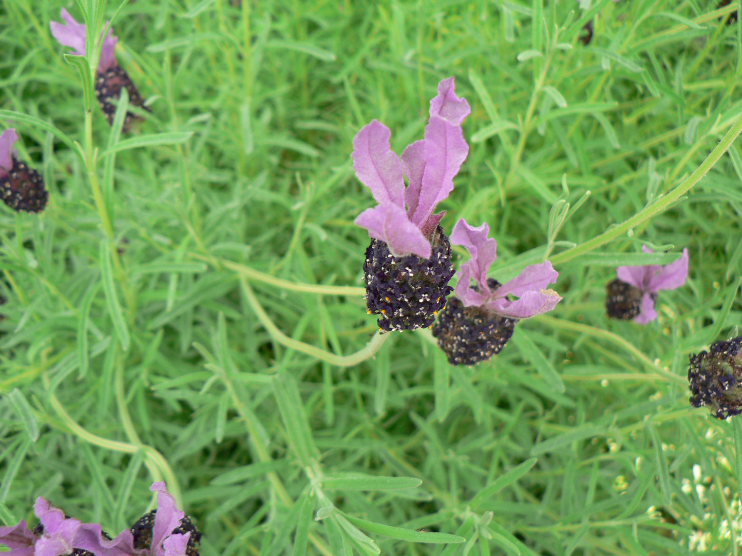 Lavandula Stoechas 'Papillon'