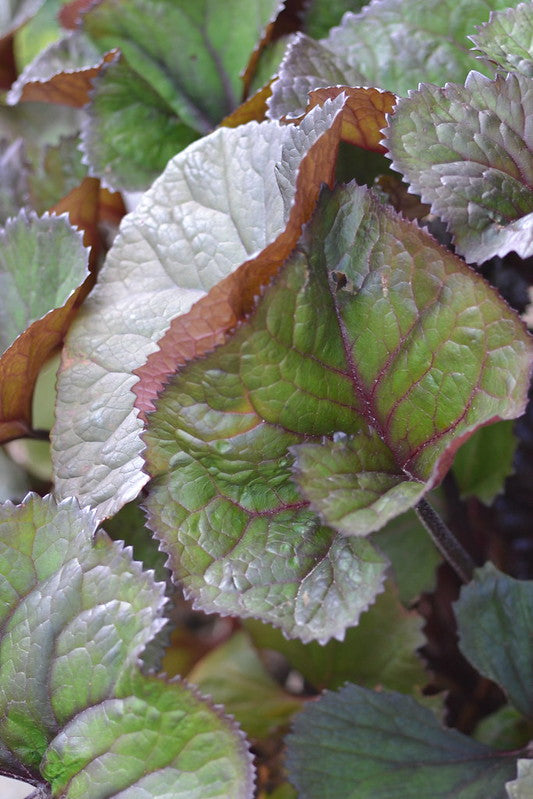 Ligularia Dentata Desdemona