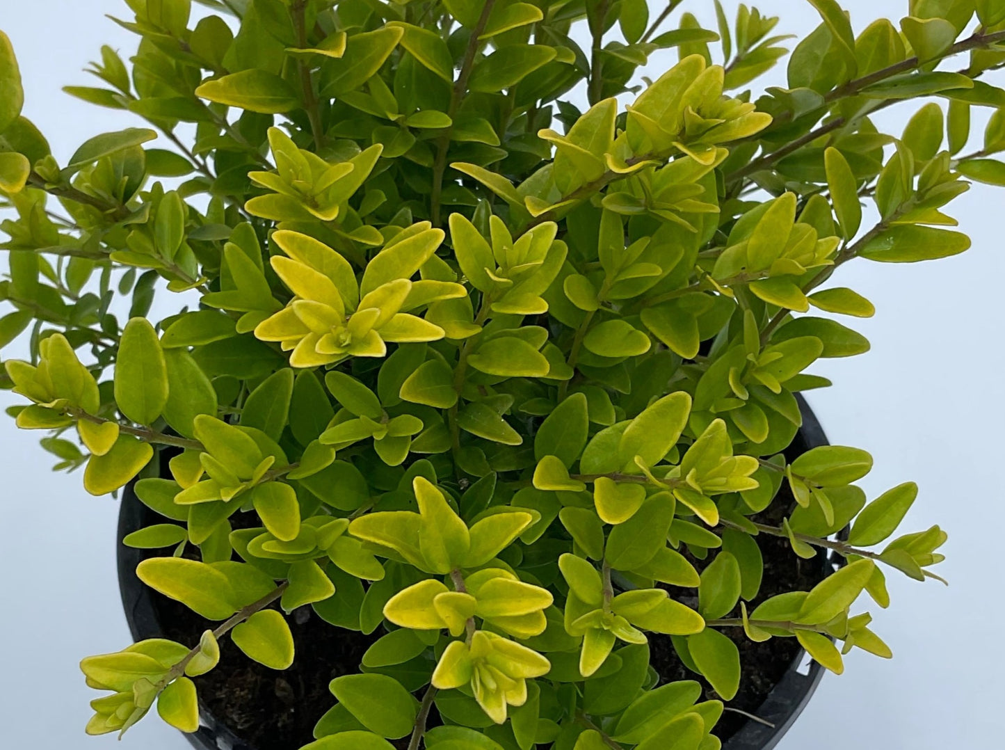 Lonicera 'Golden Glow'
