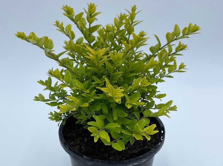 Lonicera 'Golden Glow'