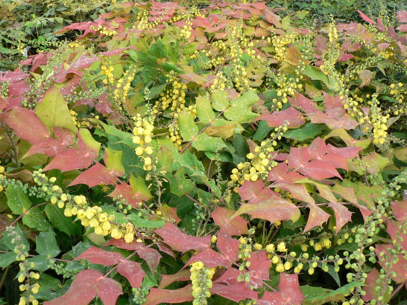 Mahonia Japonica ‘Bealei’