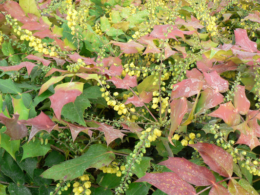 Mahonia Japonica ‘Bealei’