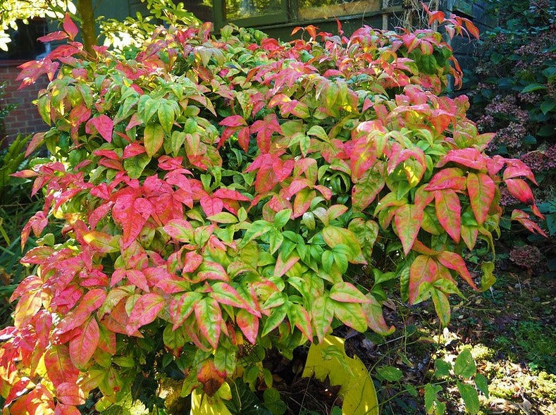 Nandina Domestica 'Fire Power'