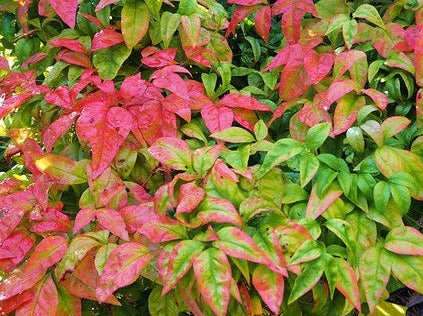 Nandina Domestica 'Fire Power'