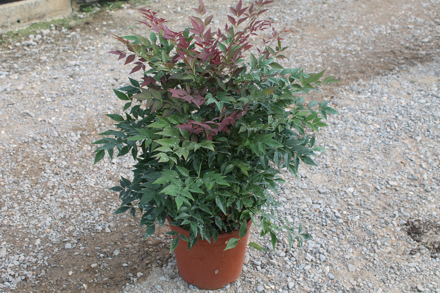 Nandina Domestica 'Obsessed'