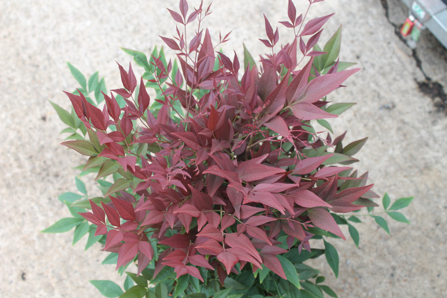 Nandina Domestica 'Obsessed'