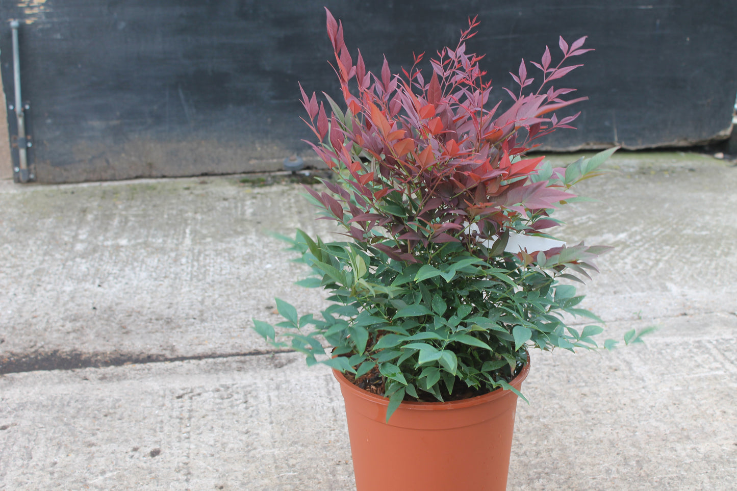 Nandina Domestica 'Obsessed'