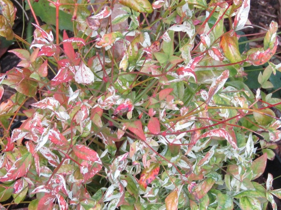 Nandina 'Twilight'