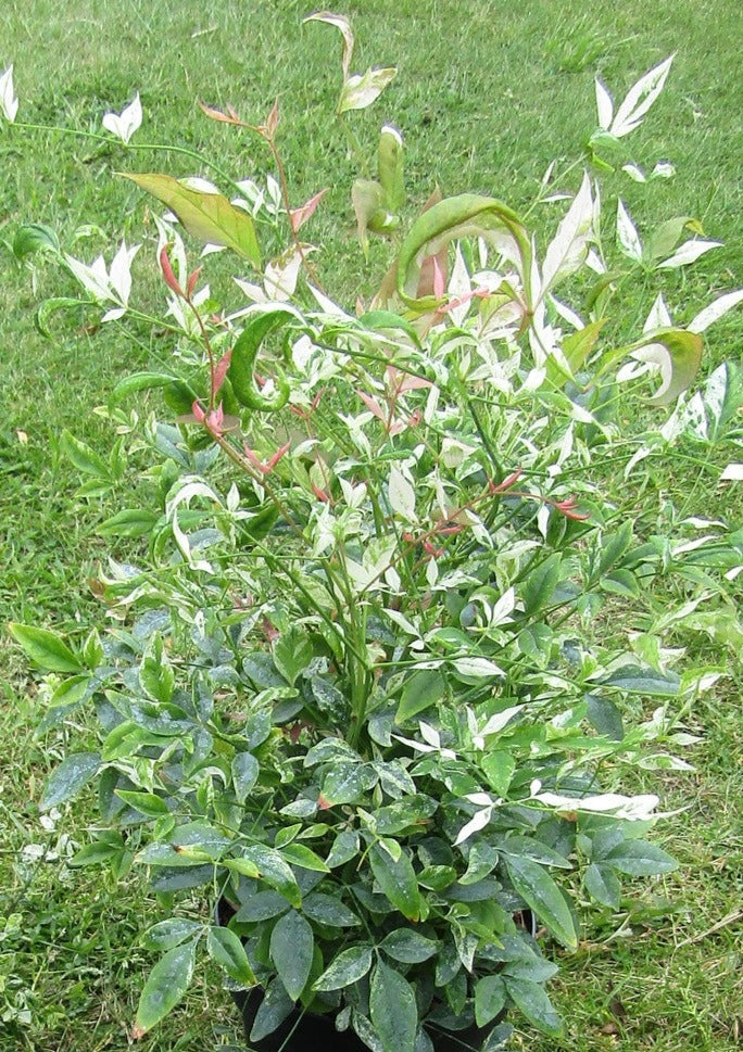Nandina 'Twilight'