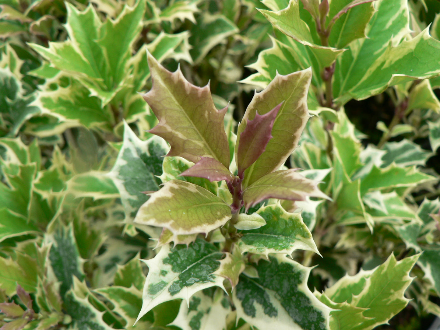 Osmanthus Heterophyllus 'Variegatus'