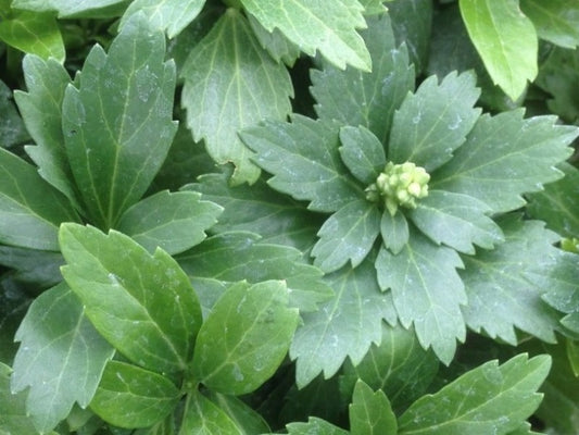 Pachysandra Terminals ‘Green Carpet’