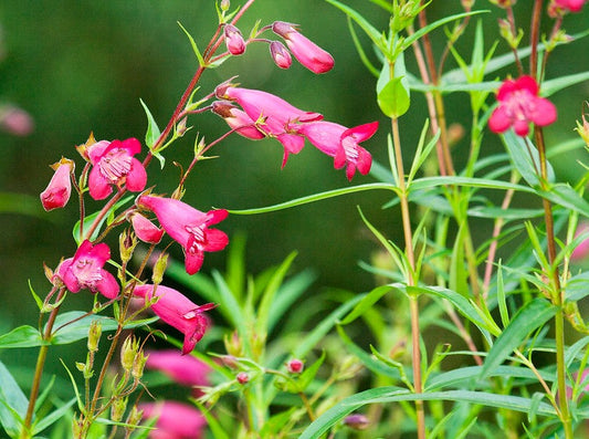 Penstemon 'Apple Blossom'